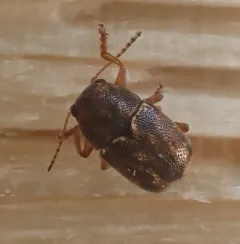 Tail-spotted Pachy thumbnail 3