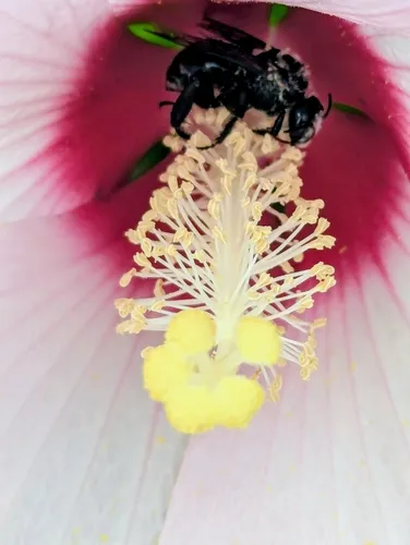Hibiscus Turret Bee