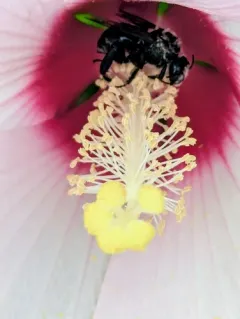 Hibiscus Turret Bee thumbnail 1