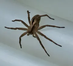 Common Lance-backed Crab Spider thumbnail 3