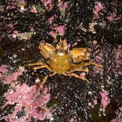 Graceful Kelp Crab thumbnail 2