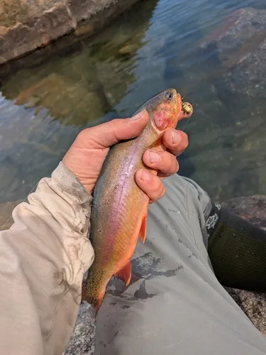 Golden Trout