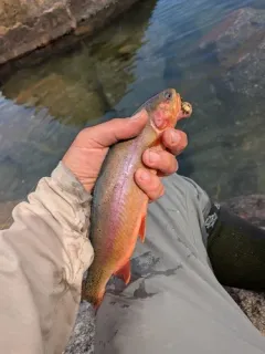 Golden Trout thumbnail 1
