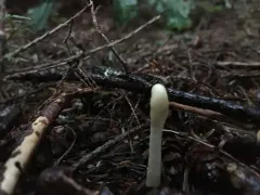 Trichoderma alutaceum thumbnail 2