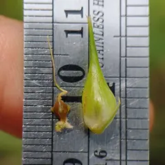 false hop sedge thumbnail 4