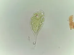 Phacus elegans thumbnail 2
