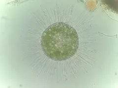 Acanthocystis turfacea thumbnail 2