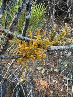 Knobcone Pine Dwarf-Mistletoe thumbnail 2