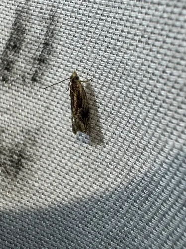 Ancylis brauni