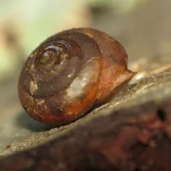 Pygmy Oregonian thumbnail 2