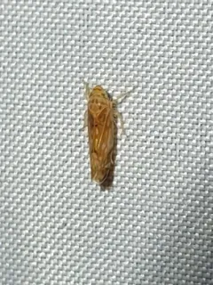 Scaphoideus ochraceus thumbnail 2