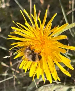 High Arctic Bumble Bee thumbnail 1