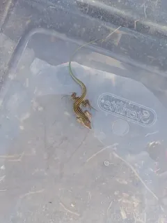 Colorado Checkered Whiptail thumbnail 2