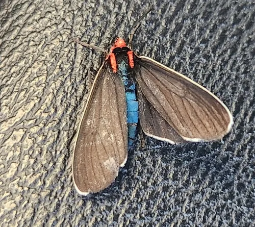 White-margined Ctenucha Moth
