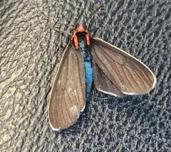 White-margined Ctenucha Moth thumbnail 1