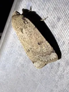 Well-marked Cutworm Moth thumbnail 2