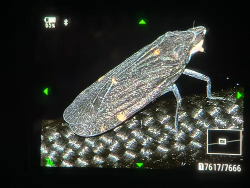 Cixidia opaca