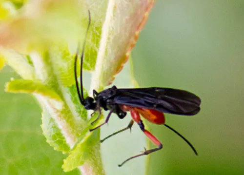Alabagrus texanus