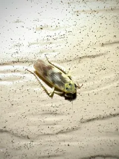 Macrosteles patruelis thumbnail 2