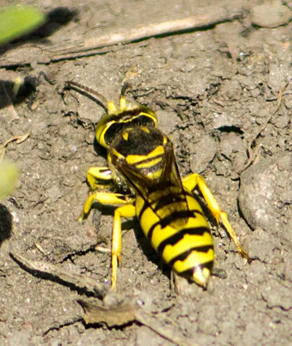 Glenostictia pictifrons