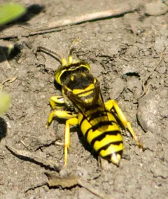 Glenostictia pictifrons thumbnail 1