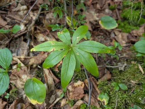 northern starflower
