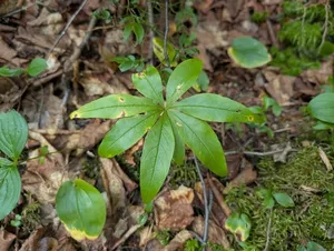 northern starflower thumbnail 1