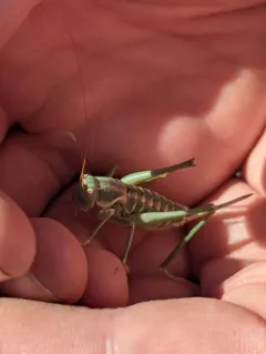 Variegated Shieldback thumbnail 2