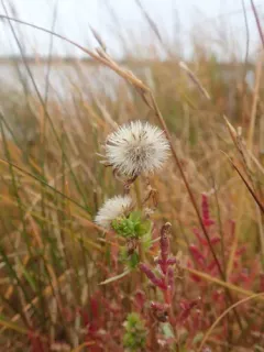 Gulf of St. Lawrence Aster thumbnail 2