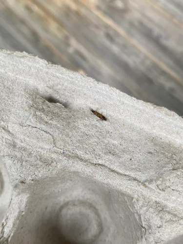 Gnorimoschema banksiella