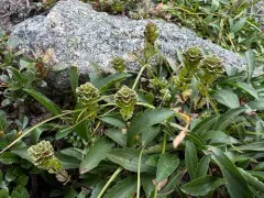 Oakes' Eyebright thumbnail 2