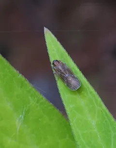 Synecdoche dimidiata thumbnail 2