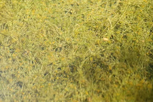 Smooth Stonewort