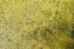 Smooth Stonewort thumbnail 1