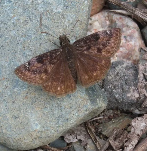 Columbine Duskywing