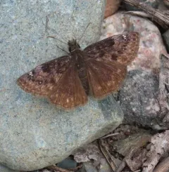 Columbine Duskywing thumbnail 1