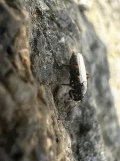 Chersodromia inusitata thumbnail 2