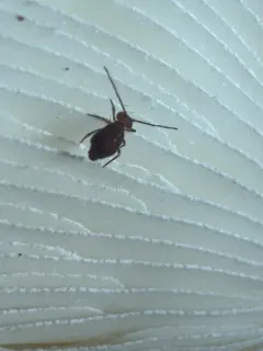 Ptenothrix unicolor thumbnail 2