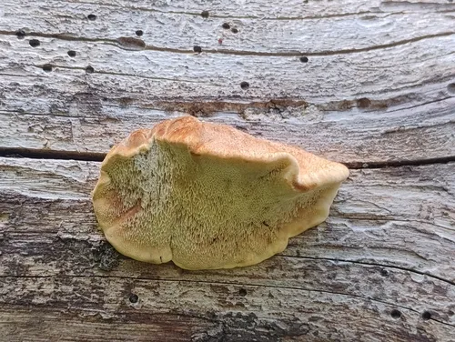 Amylocystis lapponica
