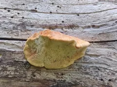 Amylocystis lapponica thumbnail 1