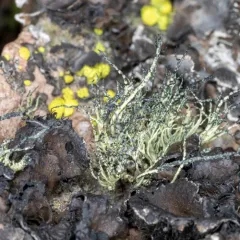 Usnea lambii thumbnail 2