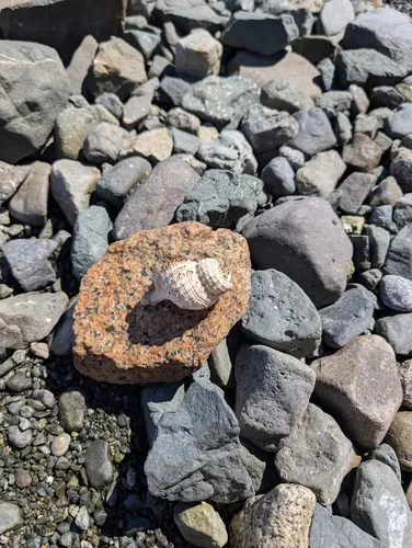 Oregon Hairy Triton Snail