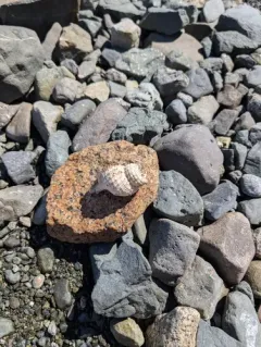 Oregon Hairy Triton Snail thumbnail 1