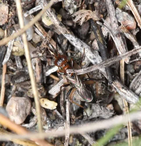 Diploplectron ferrugineum