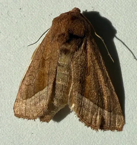False Rosy Rustic Moth