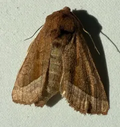 False Rosy Rustic Moth thumbnail 1