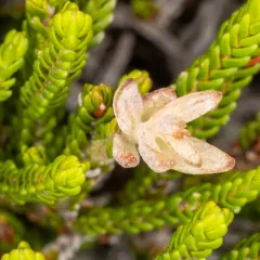 Exobasidium cassiopes thumbnail 2