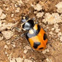 Oregon Lady Beetle thumbnail 1