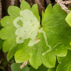 Phytomyza deirdreae thumbnail 3