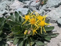 Elmer's Ragwort thumbnail 2